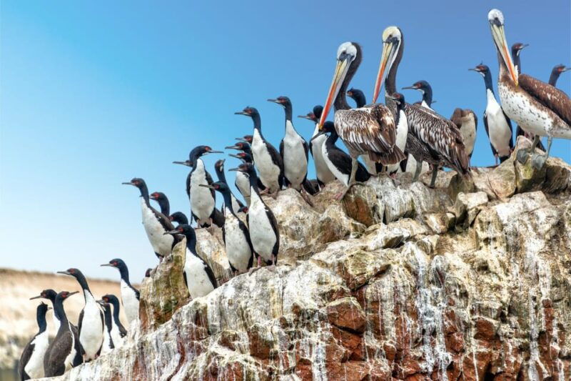 ballestas-islands-tour-2
