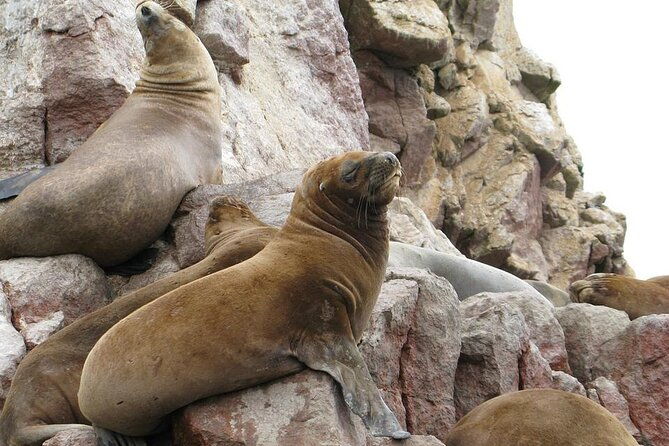 ballestas-islands-tour-for-passengers-of-the-puerto-san-martin-cruise