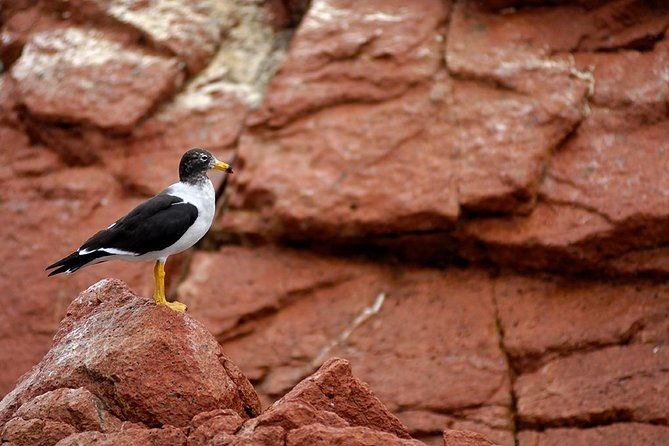 ballestas-islands-tour-from-pisco