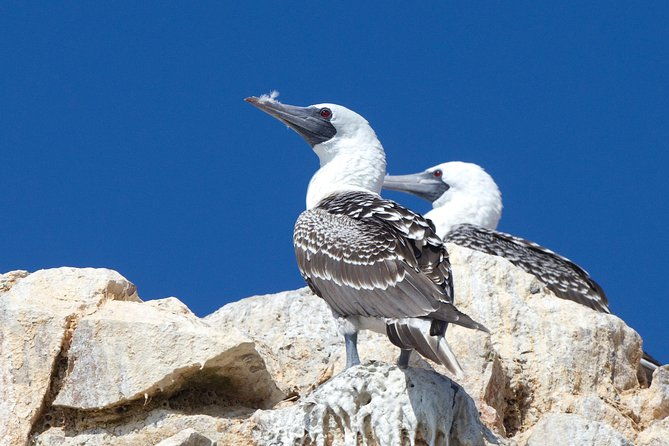 ballestas-islands-tour-from-pisco
