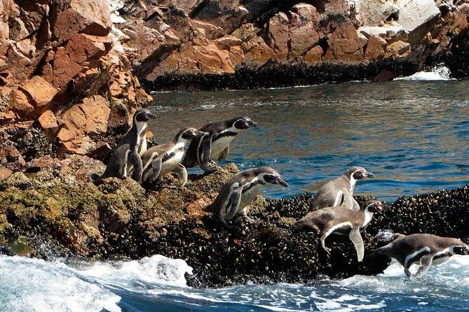 ballestas-islands-tour-from-puerto-san-martin-cruise