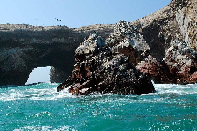 ballestas-islands-tour-from-puerto-san-martin-cruise