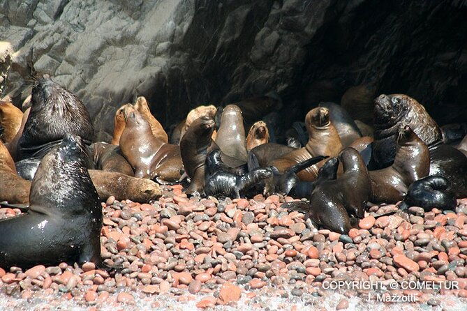 ballestas-islands-tour-from-puerto-san-martin-cruise