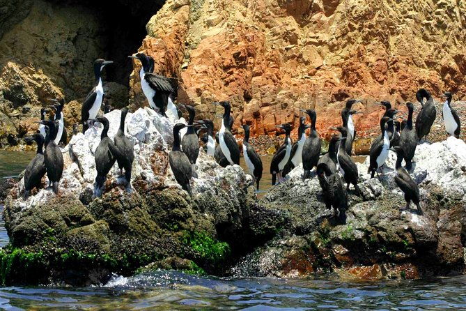 ballestas-islands-tour-paracas-reserve-from-lima-private-trip