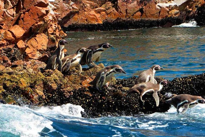 ballestas-islands-tour-paracas-reserve-from-lima-private-trip