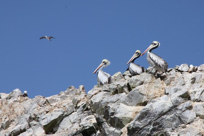 ballestas-islands-winery-nazca-lines-express-tour-from-lima