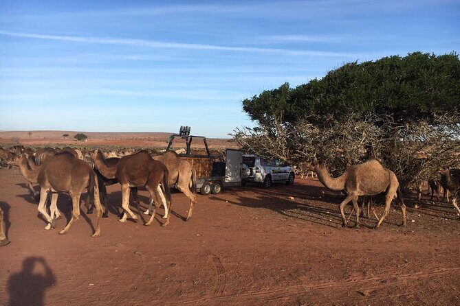 Balloon Flight with Berber Breakfast - Key Points