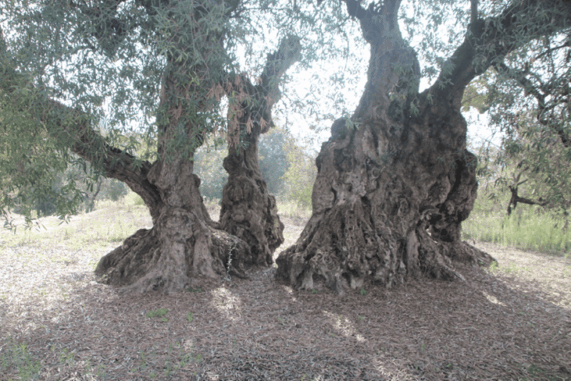 balones-guided-tour-tasting