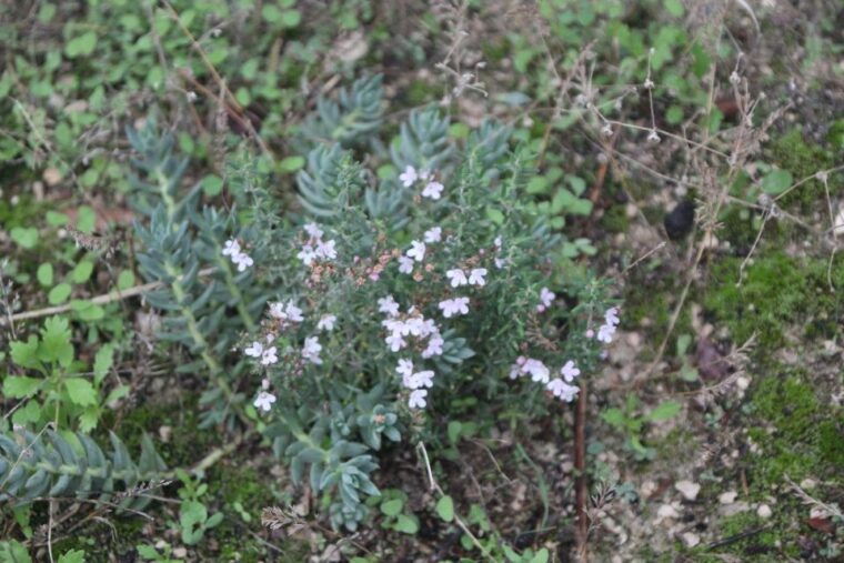 balones-guided-tour-tasting