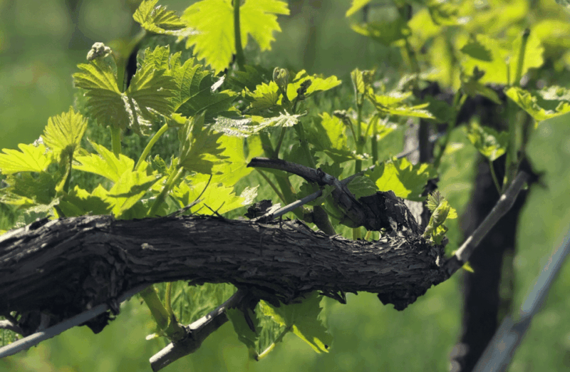 balsamic-vinegar-tasting-cellar-tour-near-parma-reggio