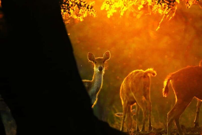 Baluran Park Wildlife Day Tour: Java's Africa-Style Safari - Key Points