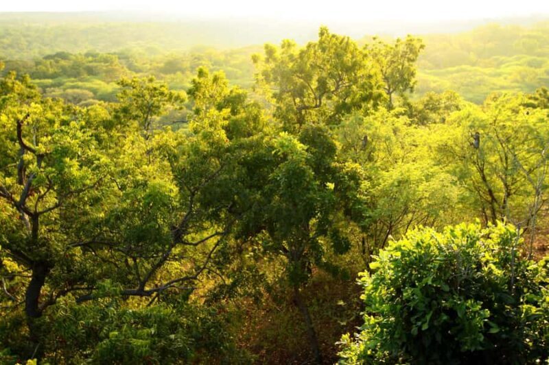 Baluran Park Wildlife Day Tour: Java's Africa-Style Safari - An In-Depth Look at the Tour