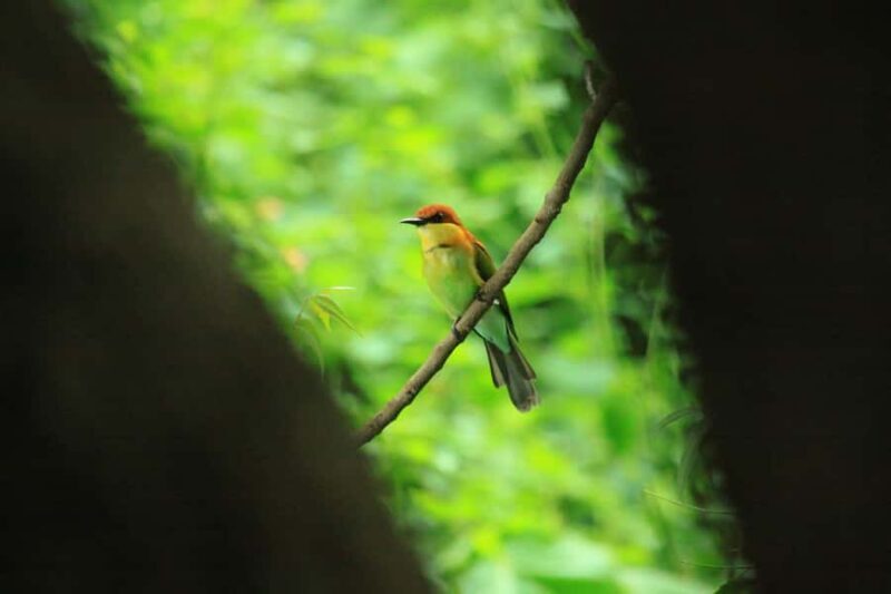 Baluran Park Wildlife Day Tour: Java's Africa-Style Safari - Final Thoughts