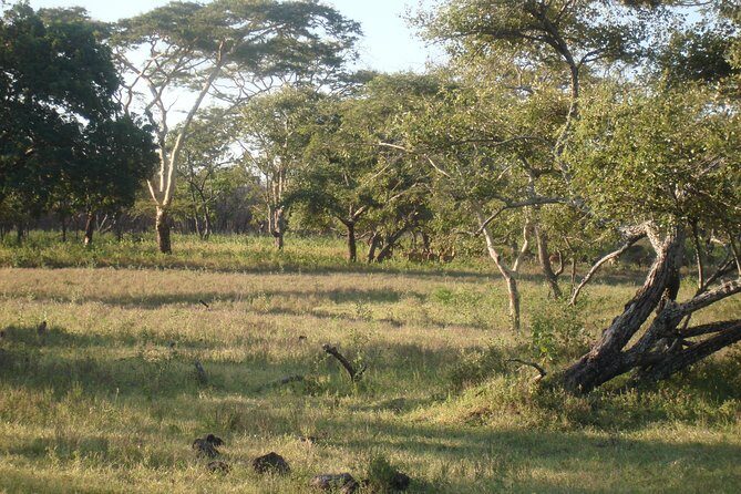 Baluran Trip - Final Thoughts: Is It Worth It?