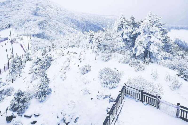 Balwangsan Cable Car & Samyang Ranch One Day Tour - The Experience of Guides and Group Dynamics