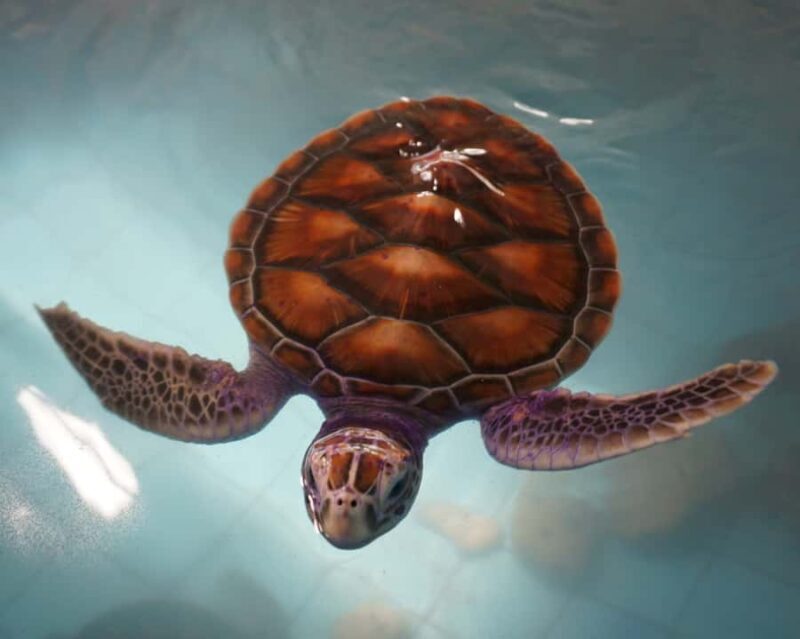 Bamboo Rafting, Waterfall, lunch, Elephant, and Turtle Tour - Practical Details and Considerations