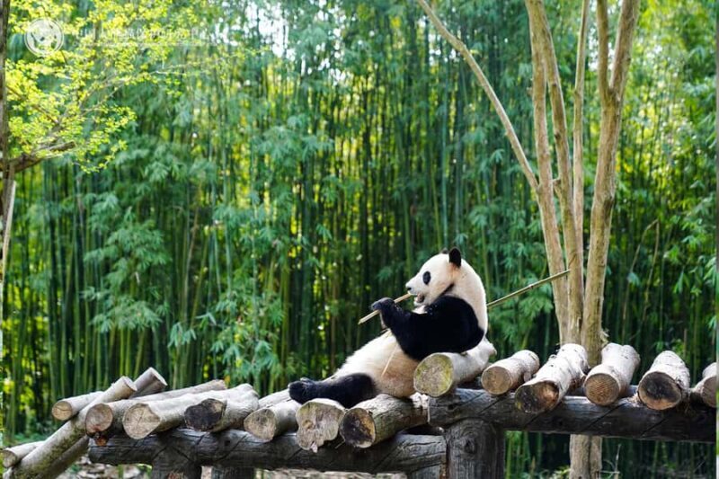 Bamboo Sea Direct Access Tour: High-Speed Rail from Shanghai - A Short but Sweet Journey from Shanghai to Zhejiang