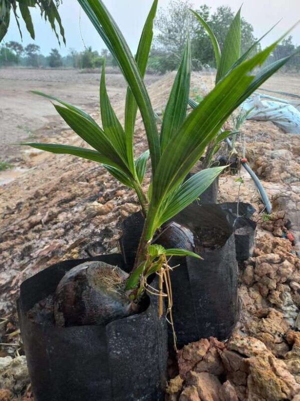 ban-chik-organic-farm-tour-with-tasting