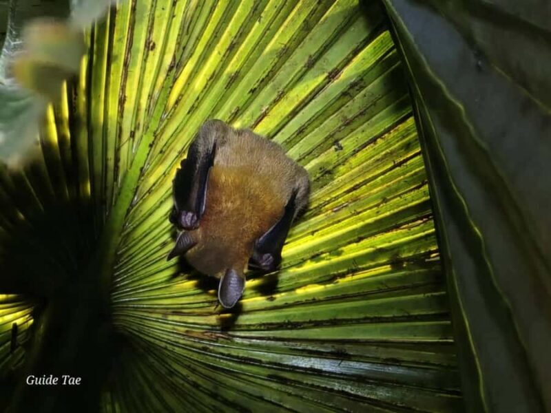 Ban Khao Sok: Rafting, Cooking, & Night Jungle Trek Tour - Key Points
