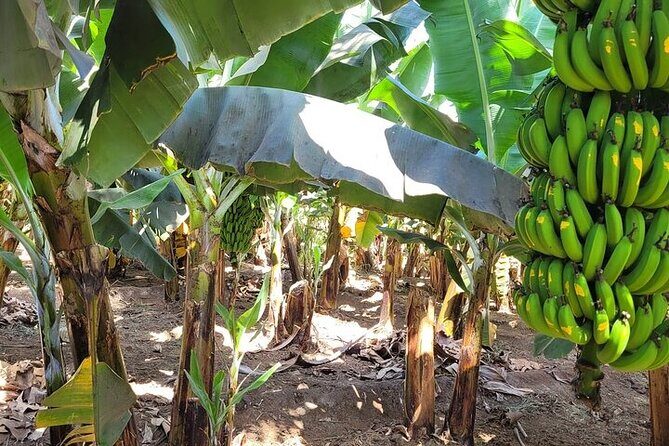Banana Plantation / Black Sand Beach Experience - Practical Tips for Your Tour