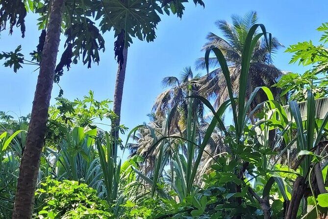 Banana Plantation / Black Sand Beach Experience - Final Thoughts