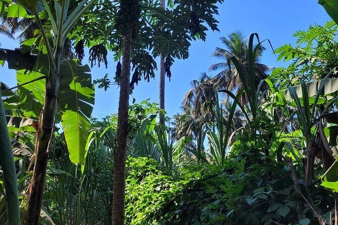 Banana Plantation / Black Sand Beach Experience - Frequently Asked Questions
