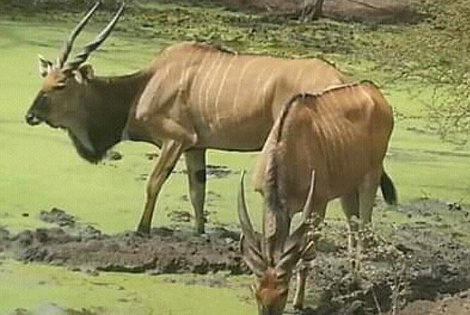 Bandia Animals Reserve combined With The Pink Lake - Final Thoughts: Who Will Love This Tour?