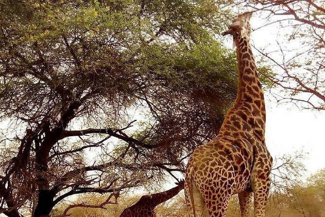 Bandia Animals Reserve combined With The Pink Lake - FAQs