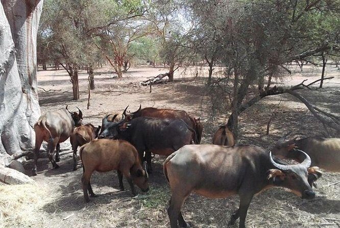 Bandia Animals Reserve combined With The Pink Lake - Final Words