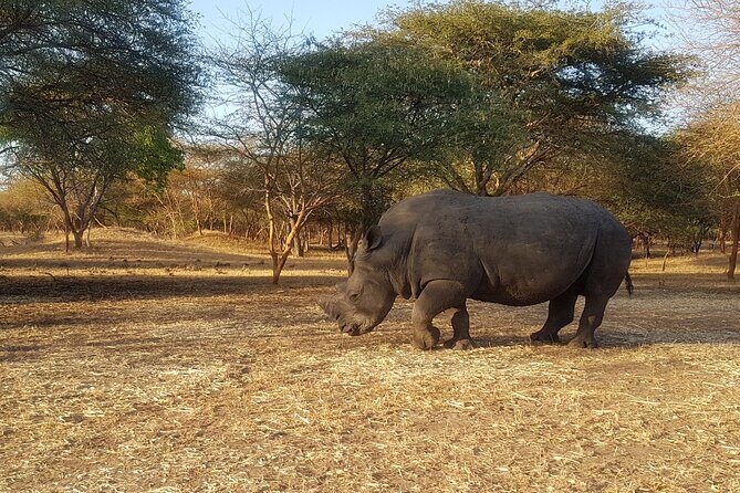 Bandia Park Safari (Minimum 2 Participants) - A Deep Dive into the Tour Experience