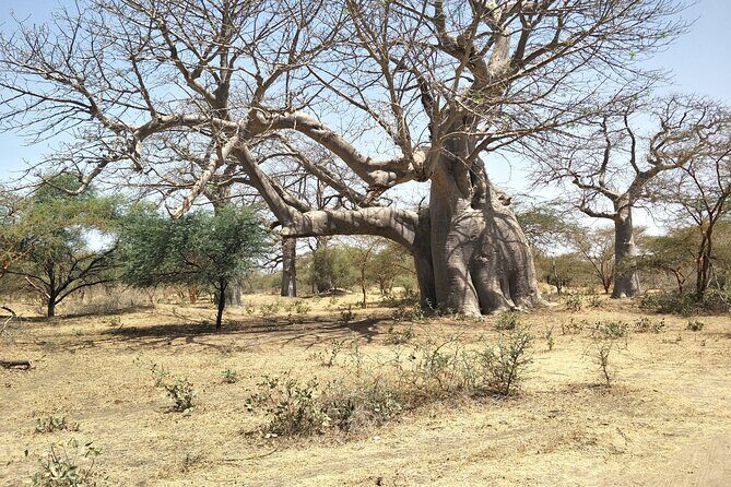 Bandia Park Safari (Minimum 2 Participants) - Why This Tour Is Worth It