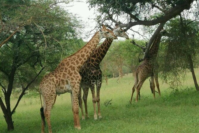 Bandia Park Safari (Minimum 2 Participants) - The Sum Up: Is This Tour Worth Your Time and Money?