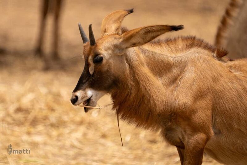 Bandia Wildlife Reserve and Pink Lake Tour - Key Points
