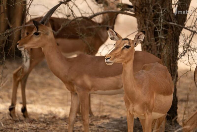 Bandia Wildlife Reserve and Pink Lake Tour - Who is this tour best for?