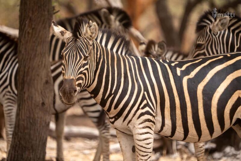 Bandia Wildlife Reserve and Pink Lake Tour - FAQ