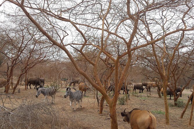 Bandia with lagoon of somone. Minimum 2 people for reservation - An In-Depth Look at the Tour