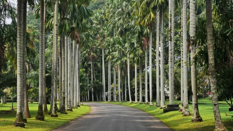 BANDUNG TO JAKARTA: Tea Plantation and Botanical Garden Tour - Key Points