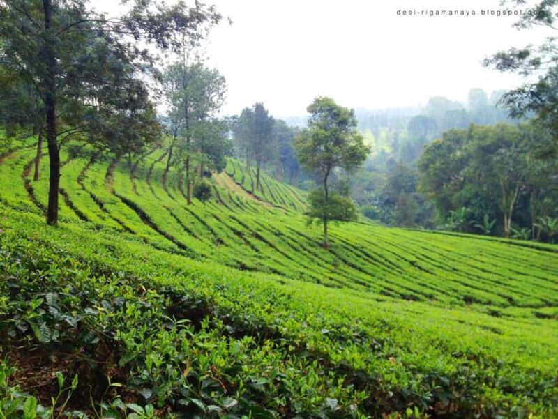 BANDUNG TO JAKARTA: Tea Plantation and Botanical Garden Tour - The Practical Side: What You Need to Know