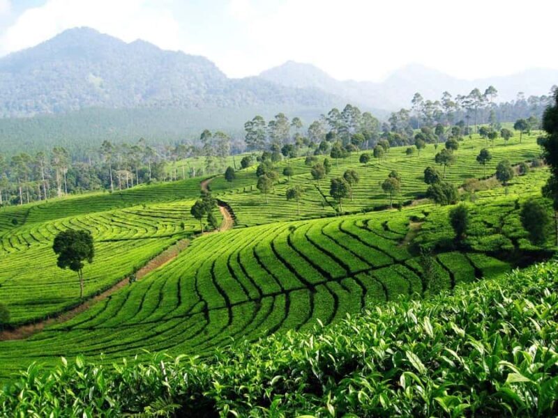 BANDUNG TO JAKARTA: Tea Plantation and Botanical Garden Tour - FAQ