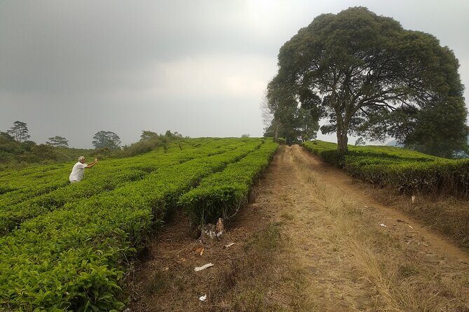 Bandung Volcano Sightseeing and Hot Spring Private Tour - The Experience: Pros and Cons