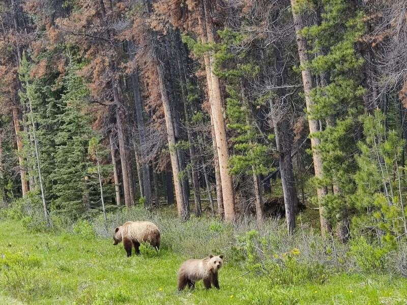 banff-and-jasper-2-day-unforgettable-tour-from-calgary