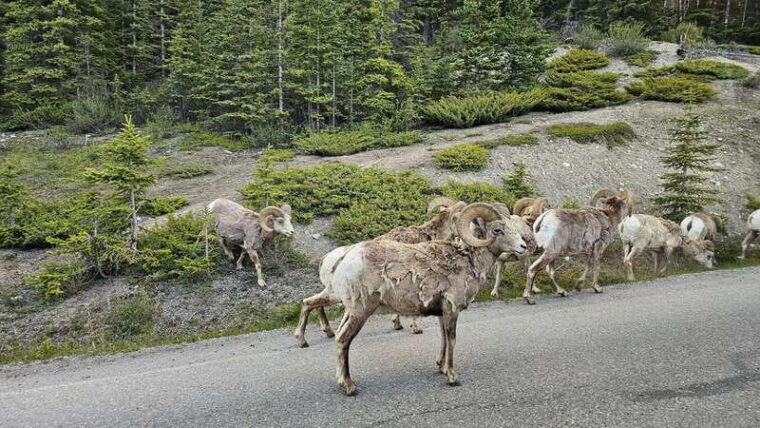 banff-evening-wildlife-safari-guided-tour