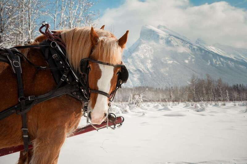 banff-family-friendly-horse-drawn-sleigh-ride