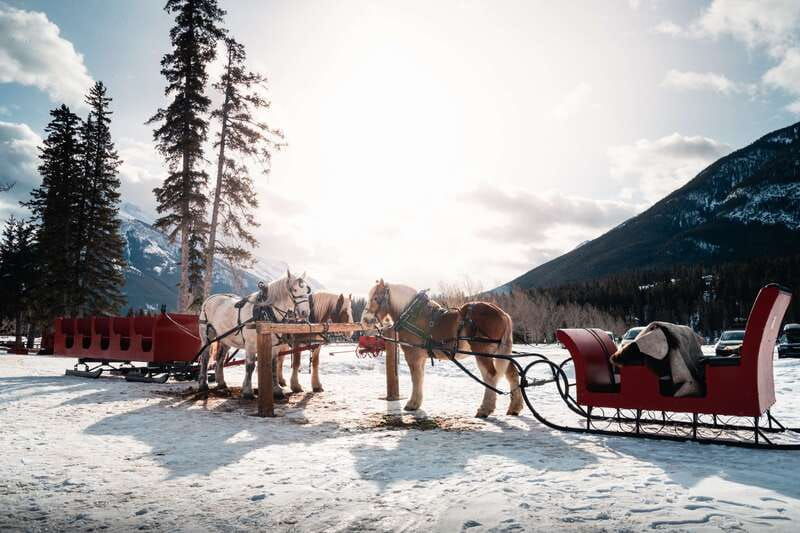 banff-family-friendly-horse-drawn-sleigh-ride