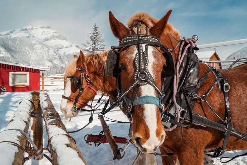 banff-family-friendly-horse-drawn-sleigh-ride