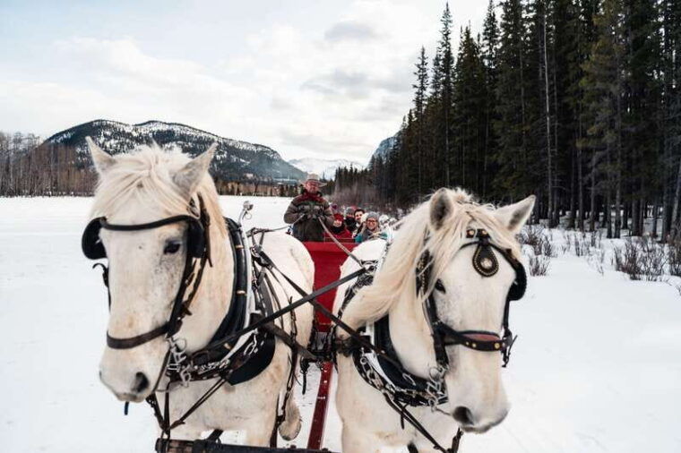 banff-family-friendly-horse-drawn-sleigh-ride