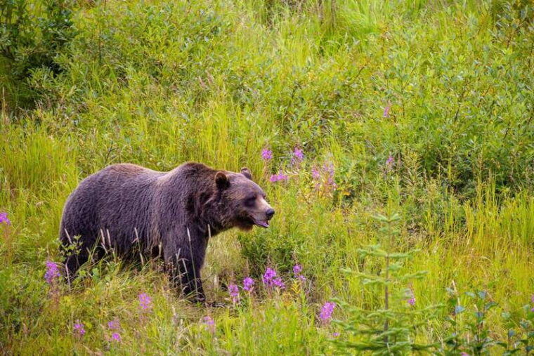 banff-grizzly-bear-refuge-tour-with-lunch