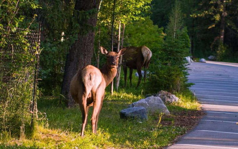 banff-guided-day-trip-with-hotel-pickup-and-drop-off