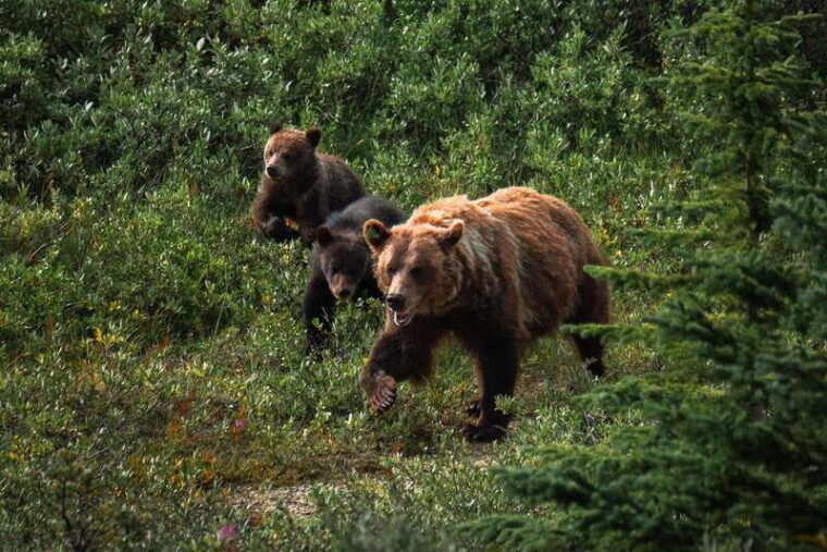 banff-national-park-private-safari-and-nature-walk-3-5h