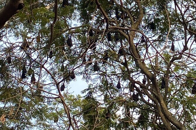 Bangalore Basavanagudi Heritage Self Guided Walking Tour - Authenticity and Real Traveler Insights